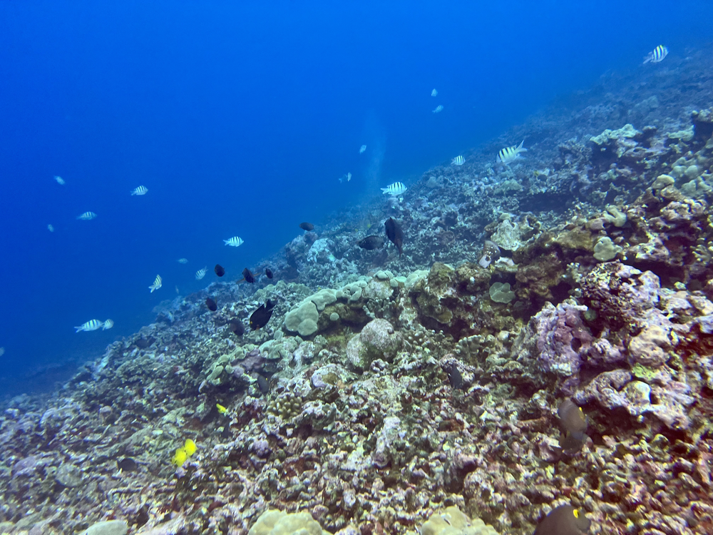 Tropical Fish